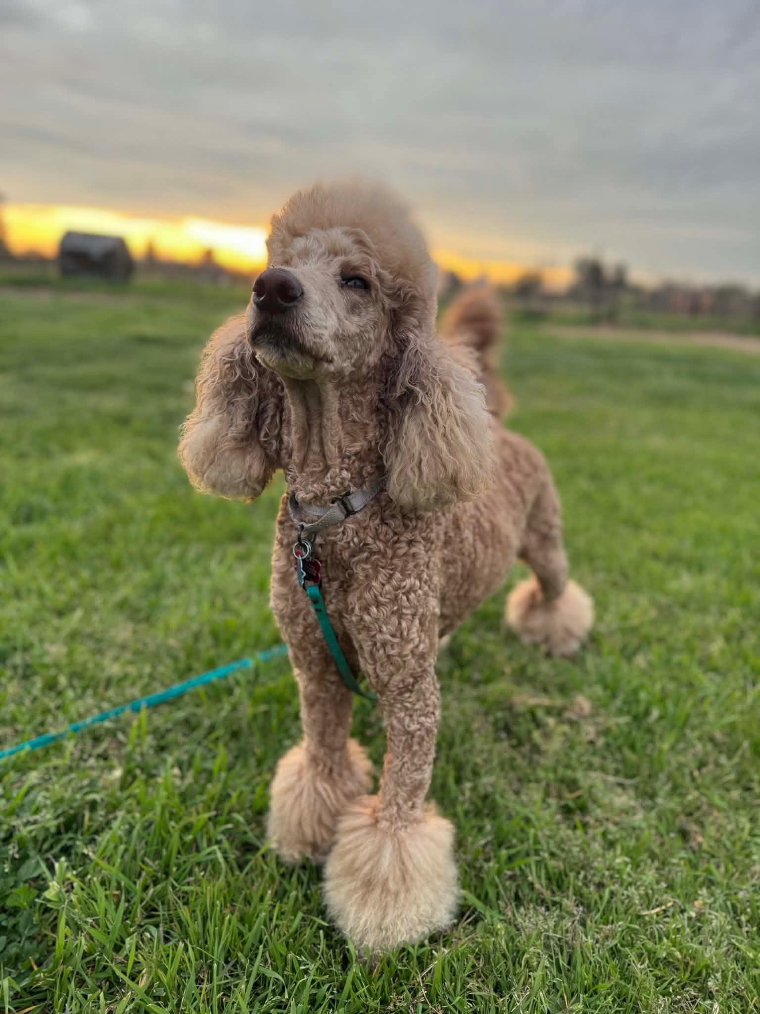 Enlarge Twiggy, a ADOPTABLE Standard Poodle in Fresno, CA image 1/2