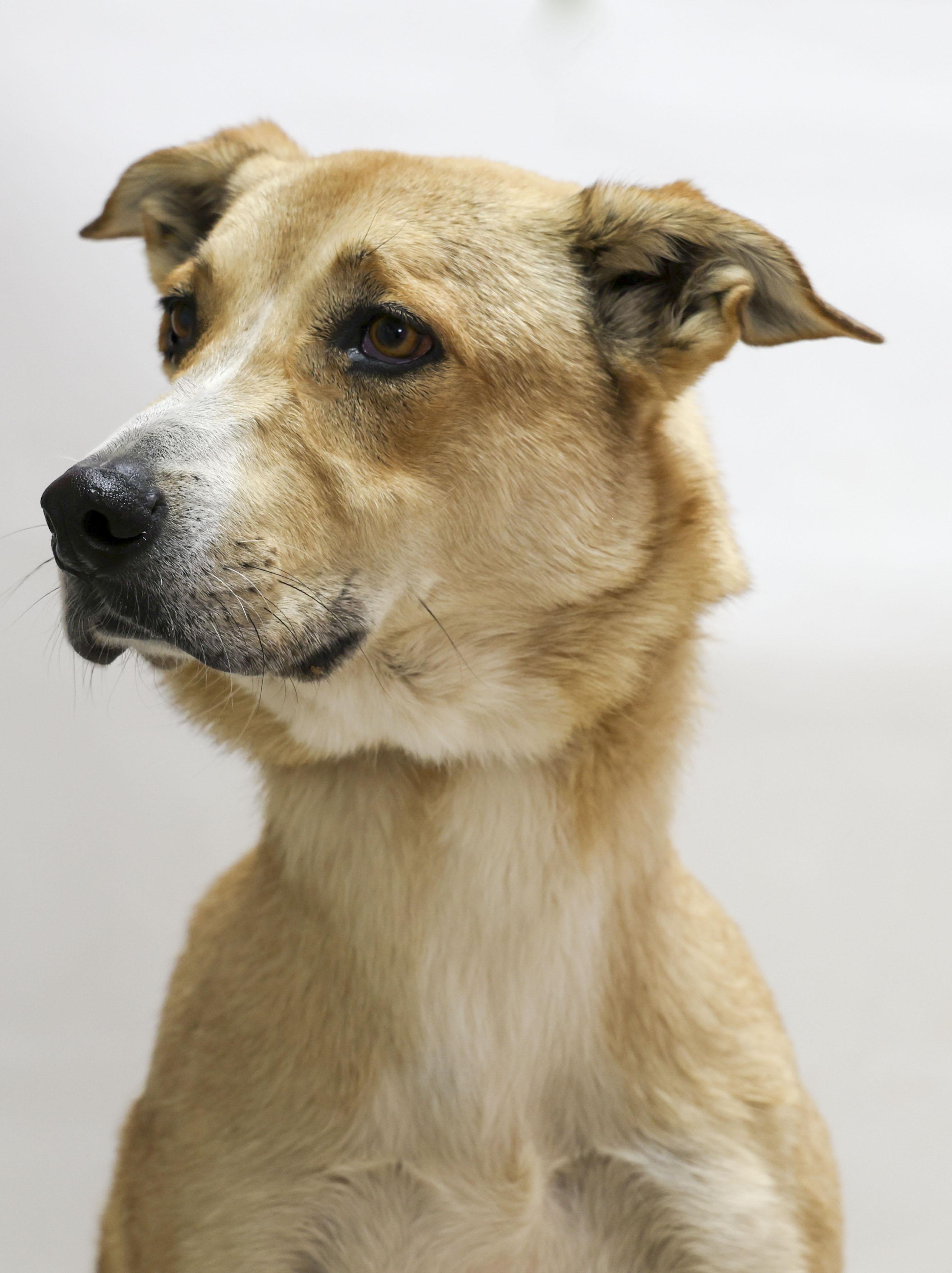 Les, Adoptable, Young Male Border Collie.