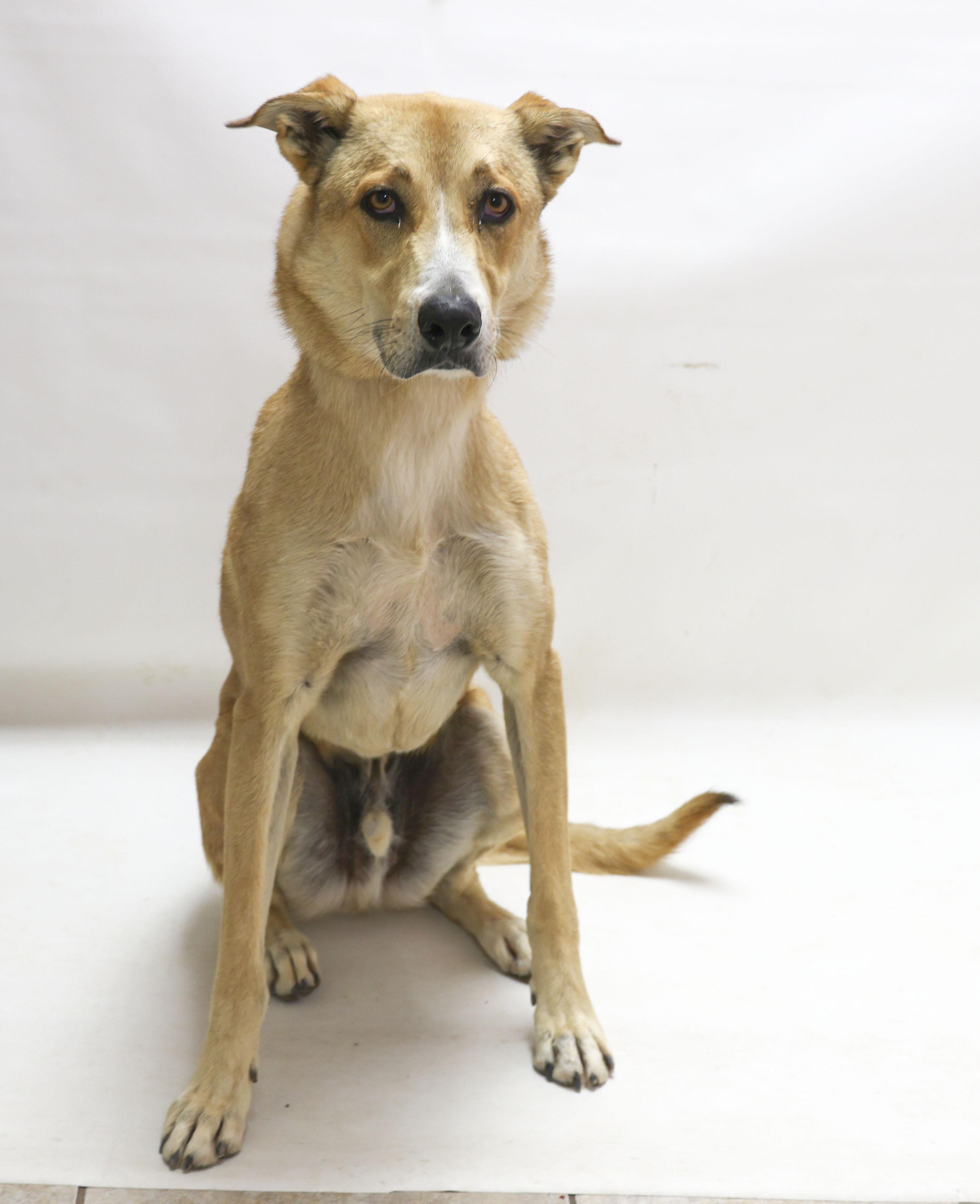 Les, a Adoptable mixed breed in Casa Grande, AZ image 2/3