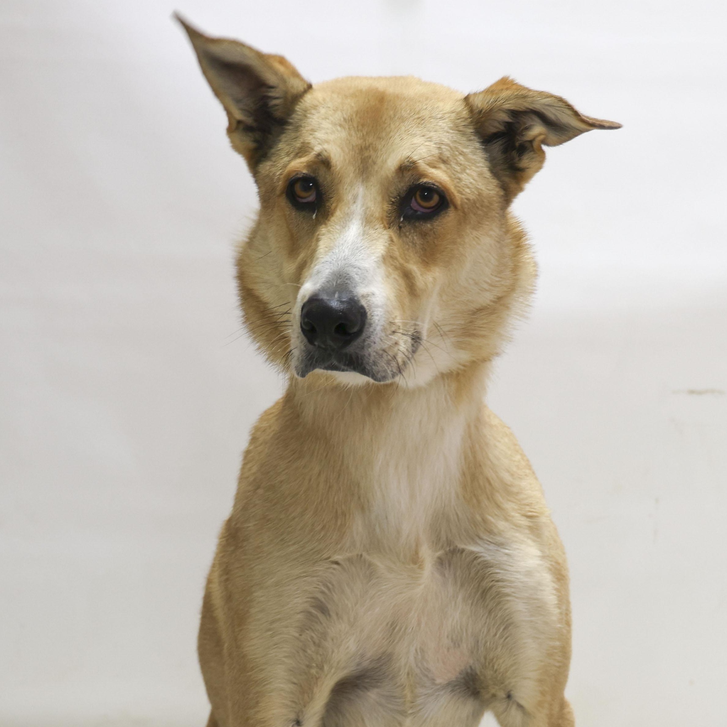 Les, a Adoptable mixed breed in Casa Grande, AZ image 3/3