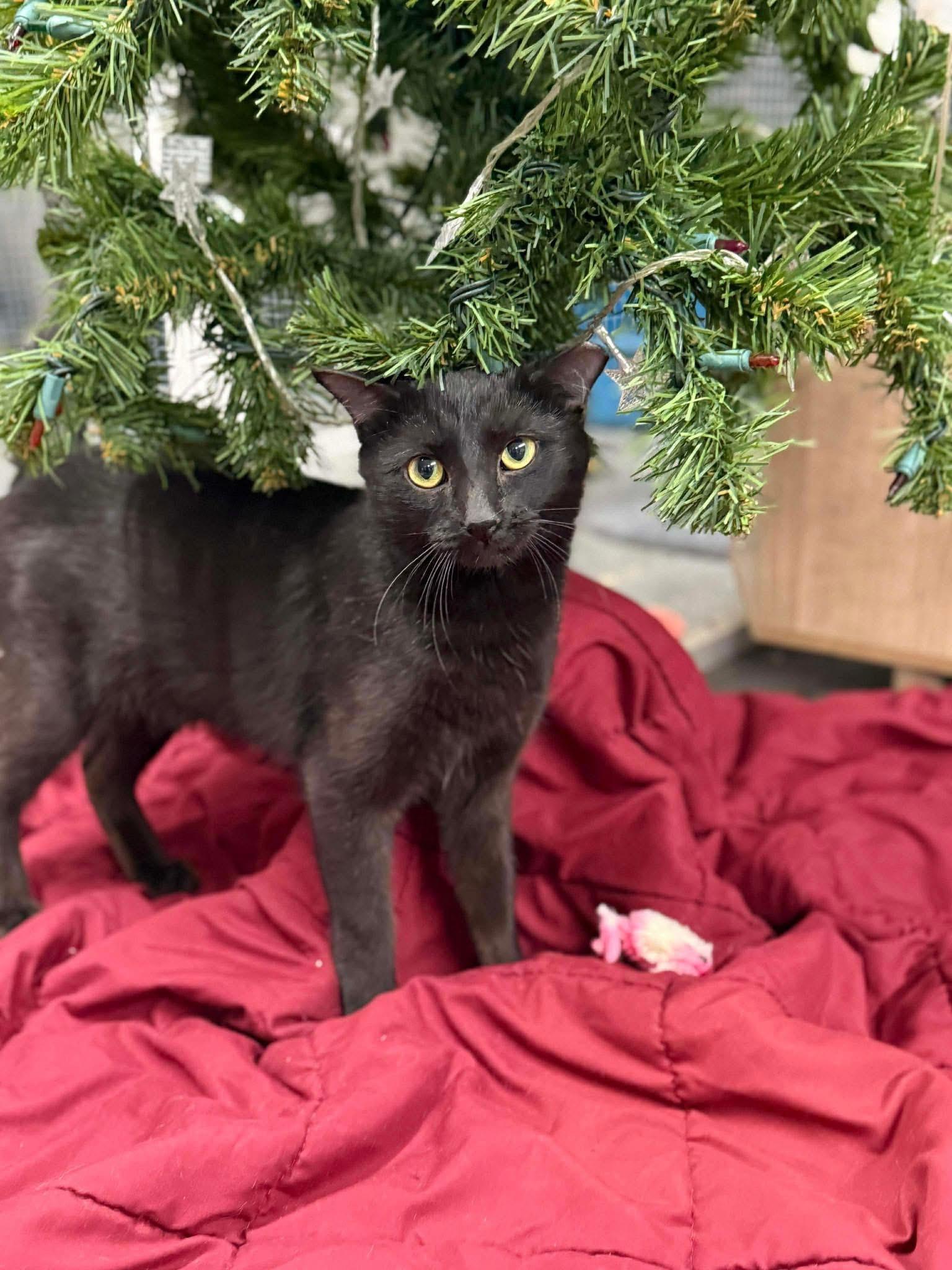 Enlarge Jerry, a ADOPTABLE Domestic Short Hair in Massillon , OH image 1/3