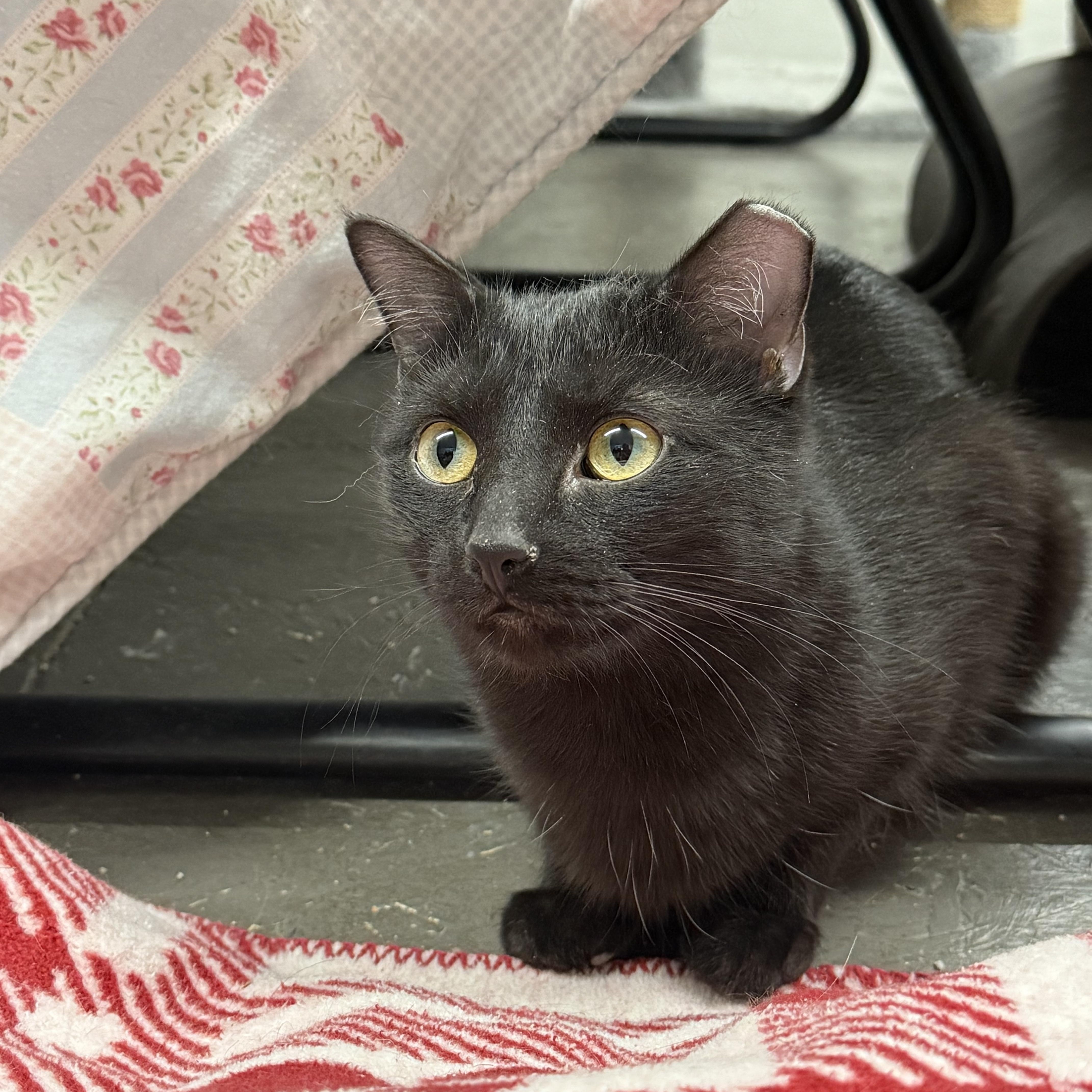 Enlarge Jerry, a ADOPTABLE Domestic Short Hair in Massillon , OH image 2/3