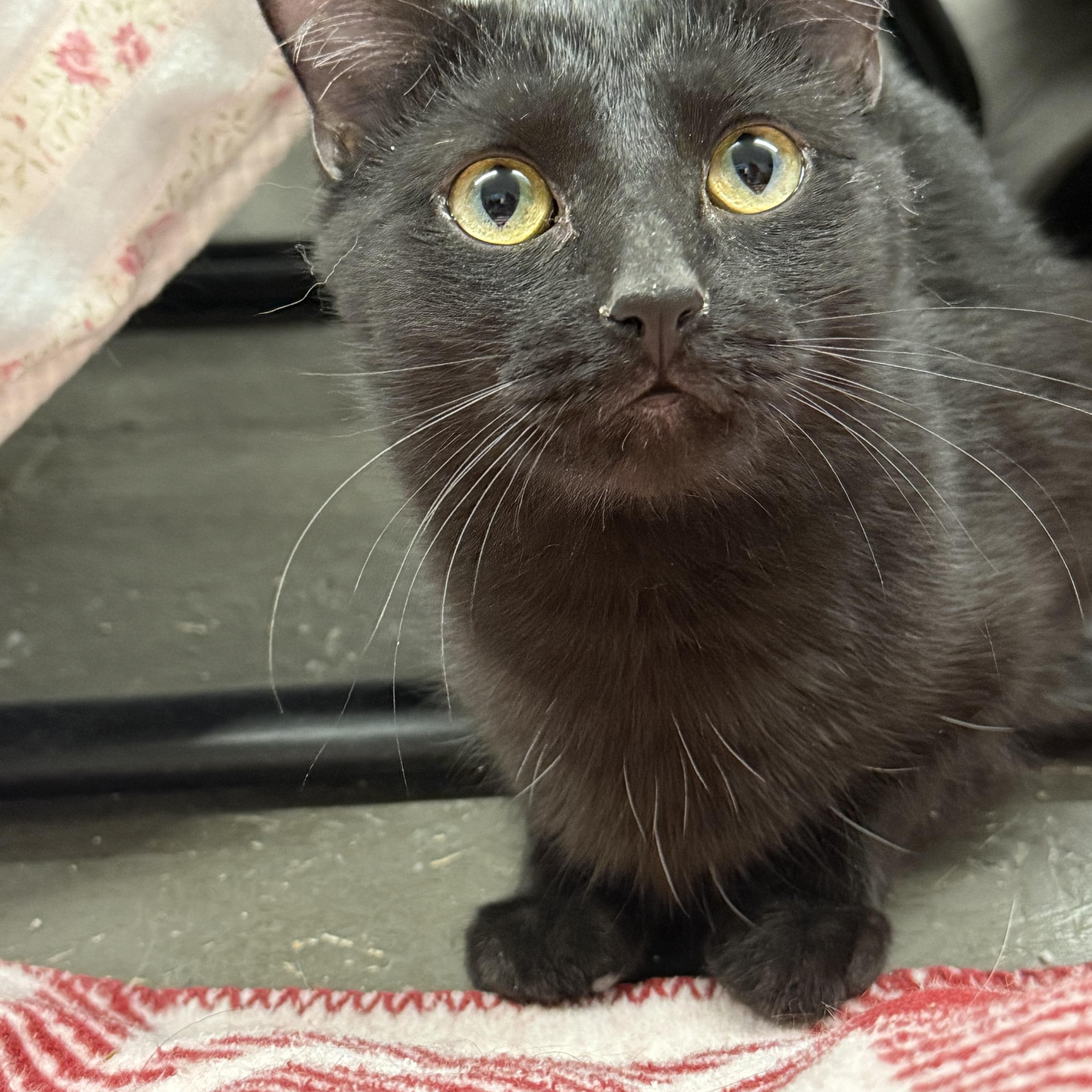Enlarge Jerry, a ADOPTABLE Domestic Short Hair in Massillon , OH image 3/3