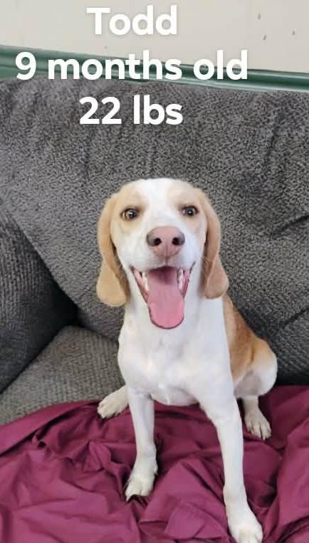 Todd, adopted, Young Male Mixed Breed.