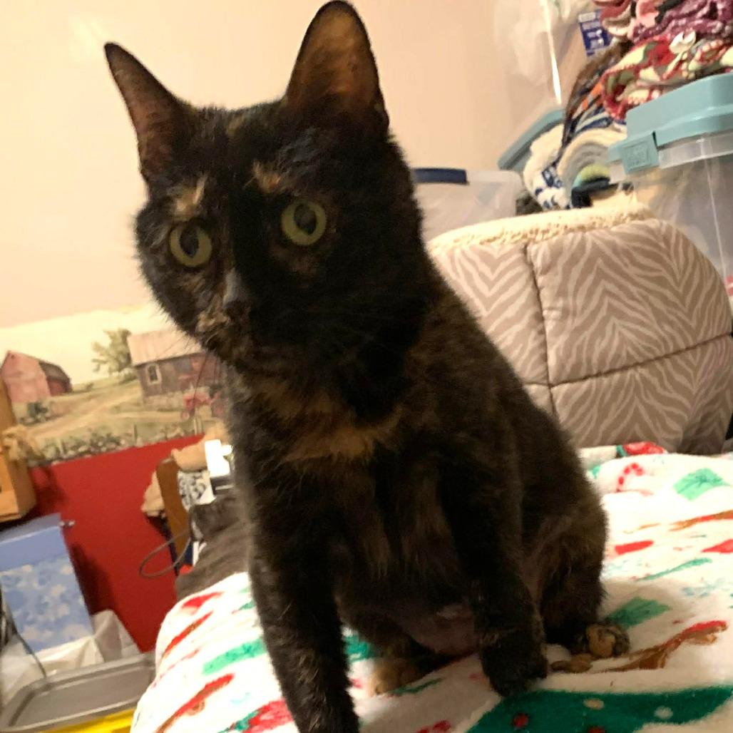 Enlarge Persephone, a Adoptable Domestic Short Hair in DeKalb, IL image 1/5