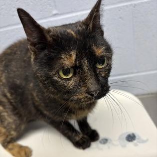 Enlarge Persephone, a Adoptable Domestic Short Hair in DeKalb, IL image 3/5