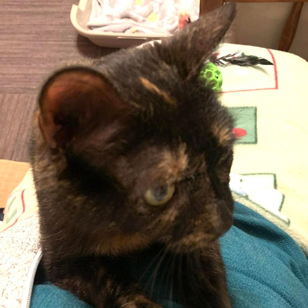 Enlarge Persephone, a Adoptable Domestic Short Hair in DeKalb, IL image 4/5