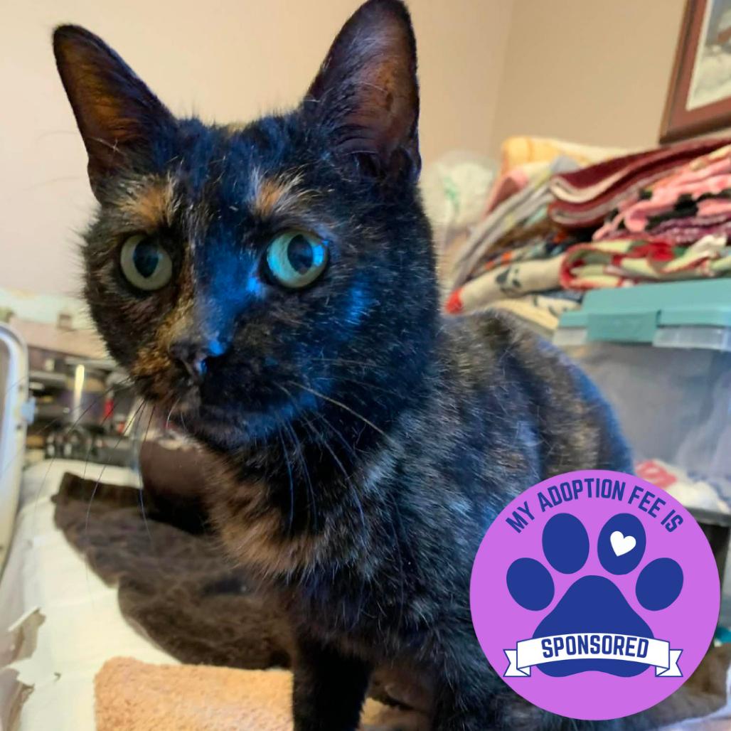 Enlarge Persephone, a Adoptable Domestic Short Hair in DeKalb, IL image 5/5