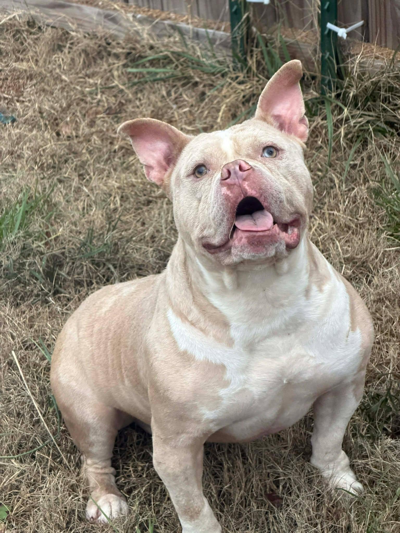 Dexter, an adopted American Bully in Huntsville, AL image 1/5