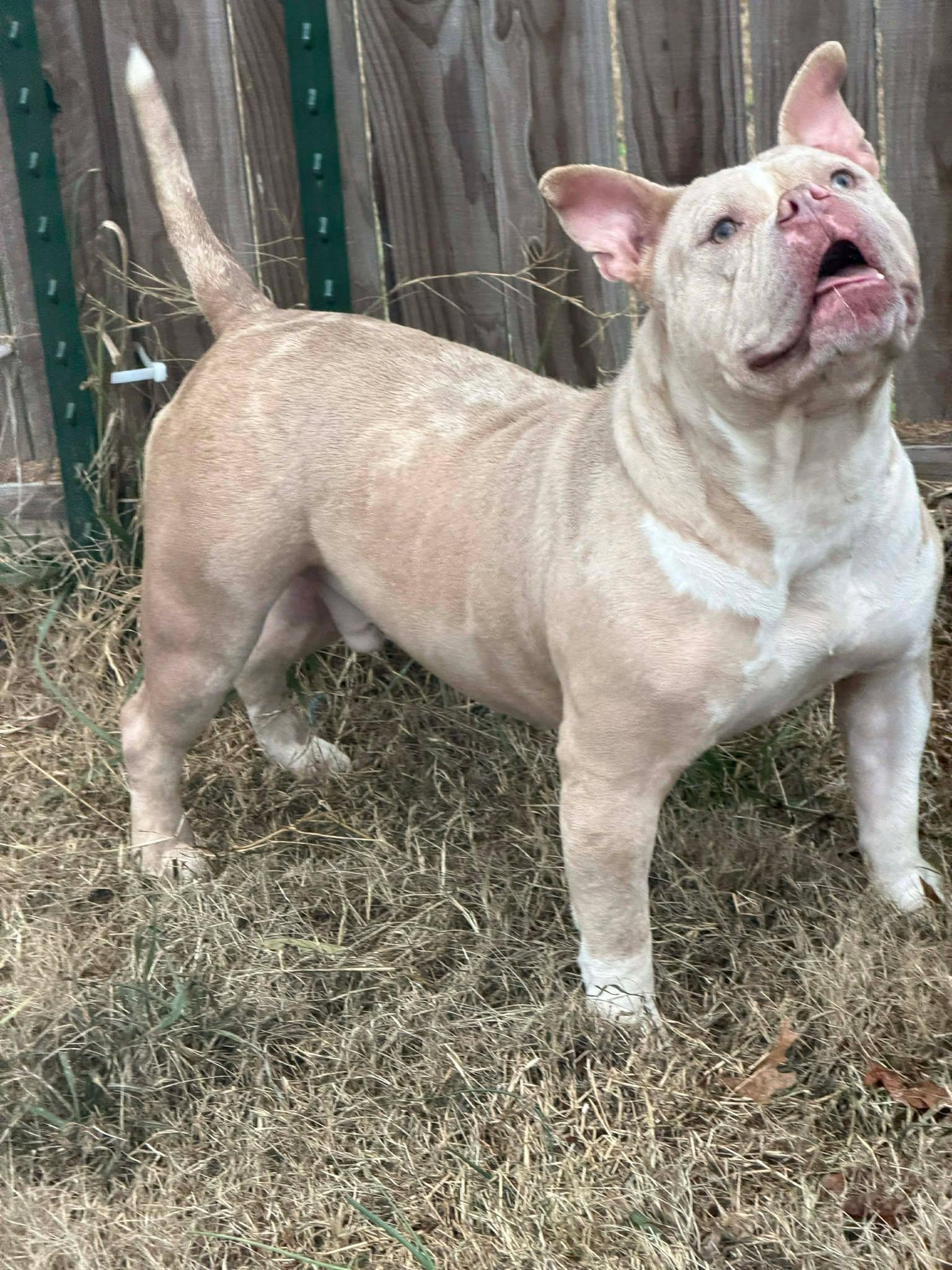 Dexter, an adopted American Bully in Huntsville, AL image 2/5