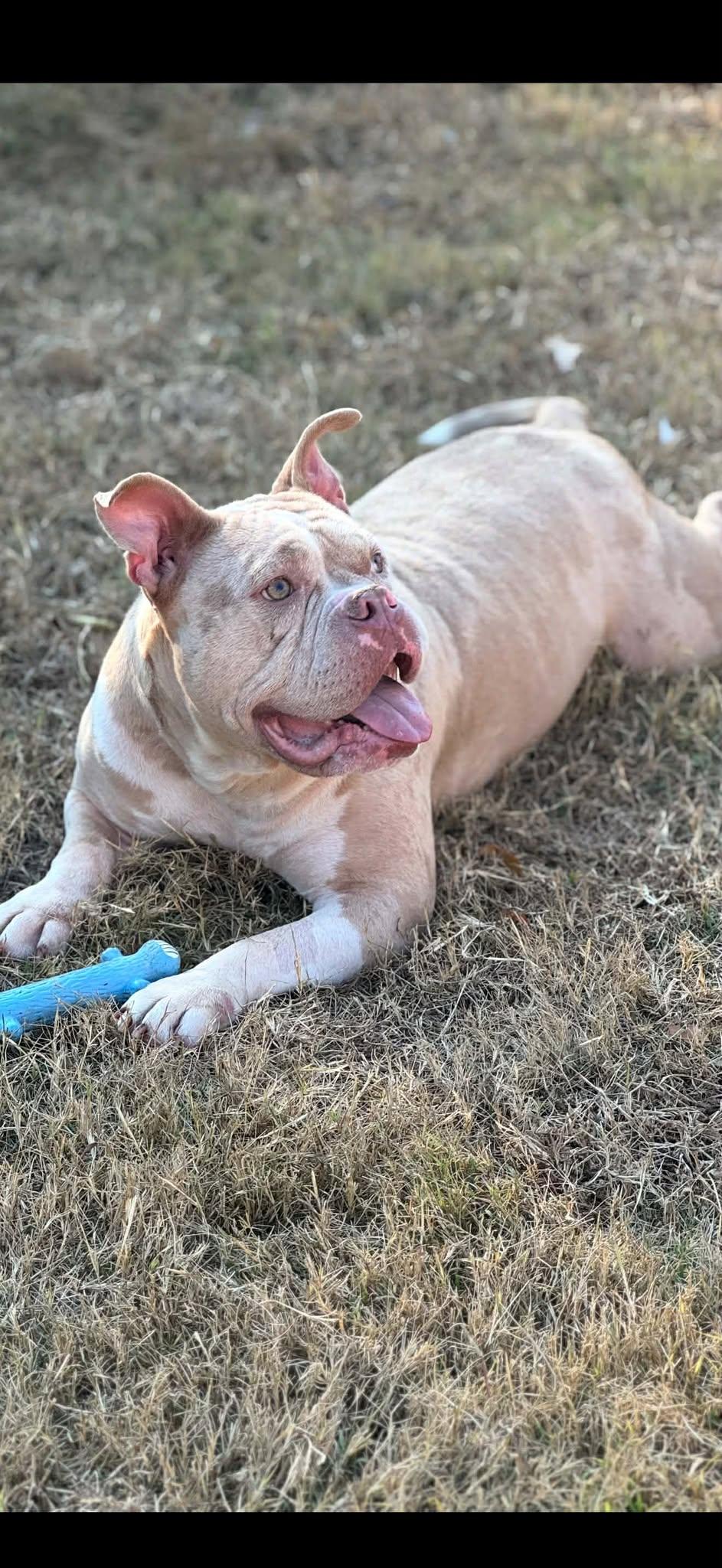 Dexter, an adopted American Bully in Huntsville, AL image 3/5