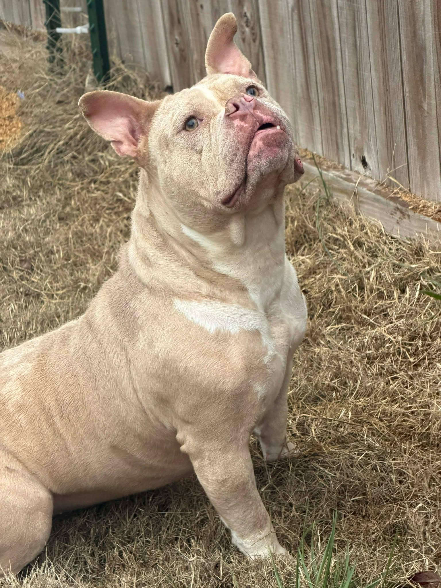 Dexter, an adopted American Bully in Huntsville, AL image 4/5