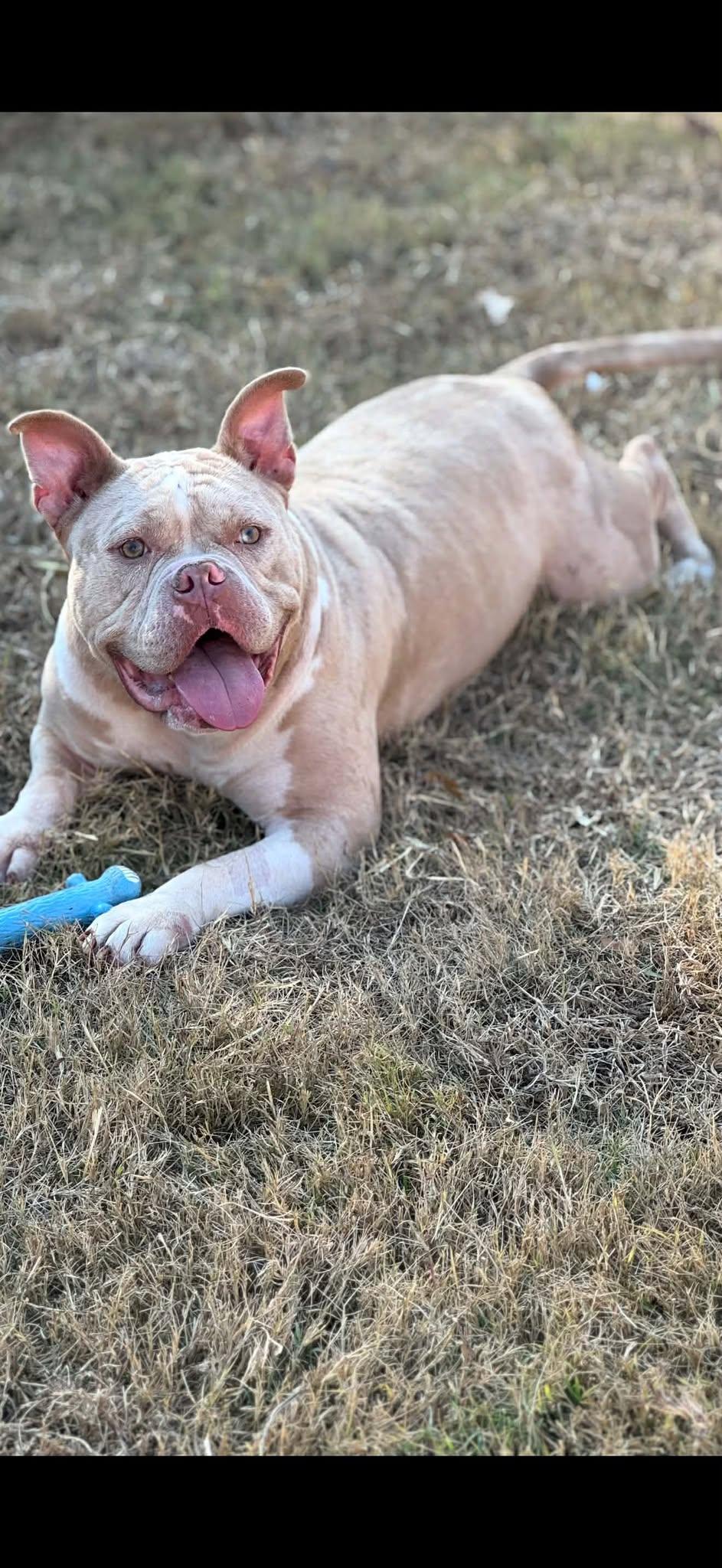 Dexter, an adopted American Bully in Huntsville, AL image 5/5