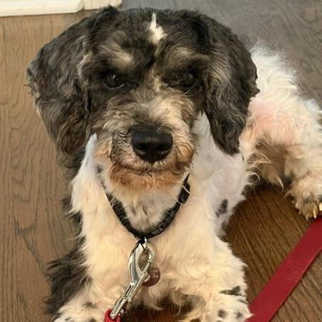 Bailee, ADOPTABLE, Adult Male Miniature Poodle & Schnauzer.