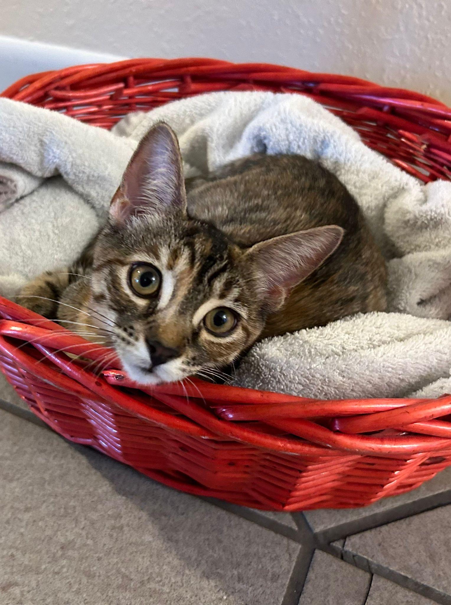 Pecan Pie — thumbnail 2