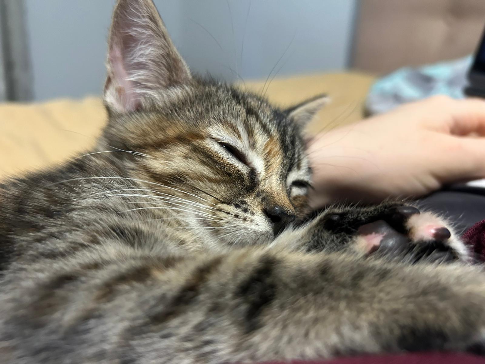 Pecan Pie — thumbnail 3