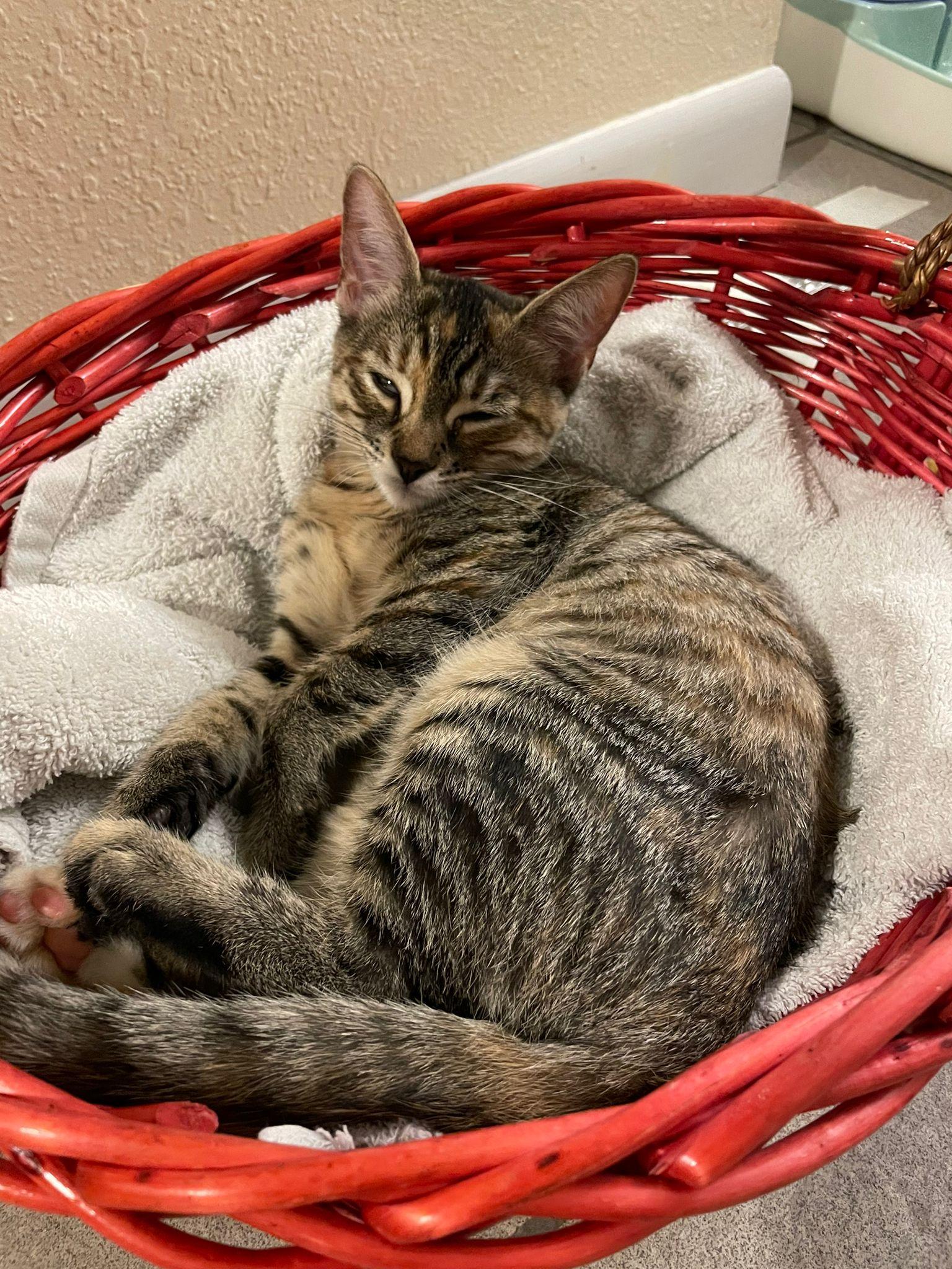 Pecan Pie — thumbnail 4