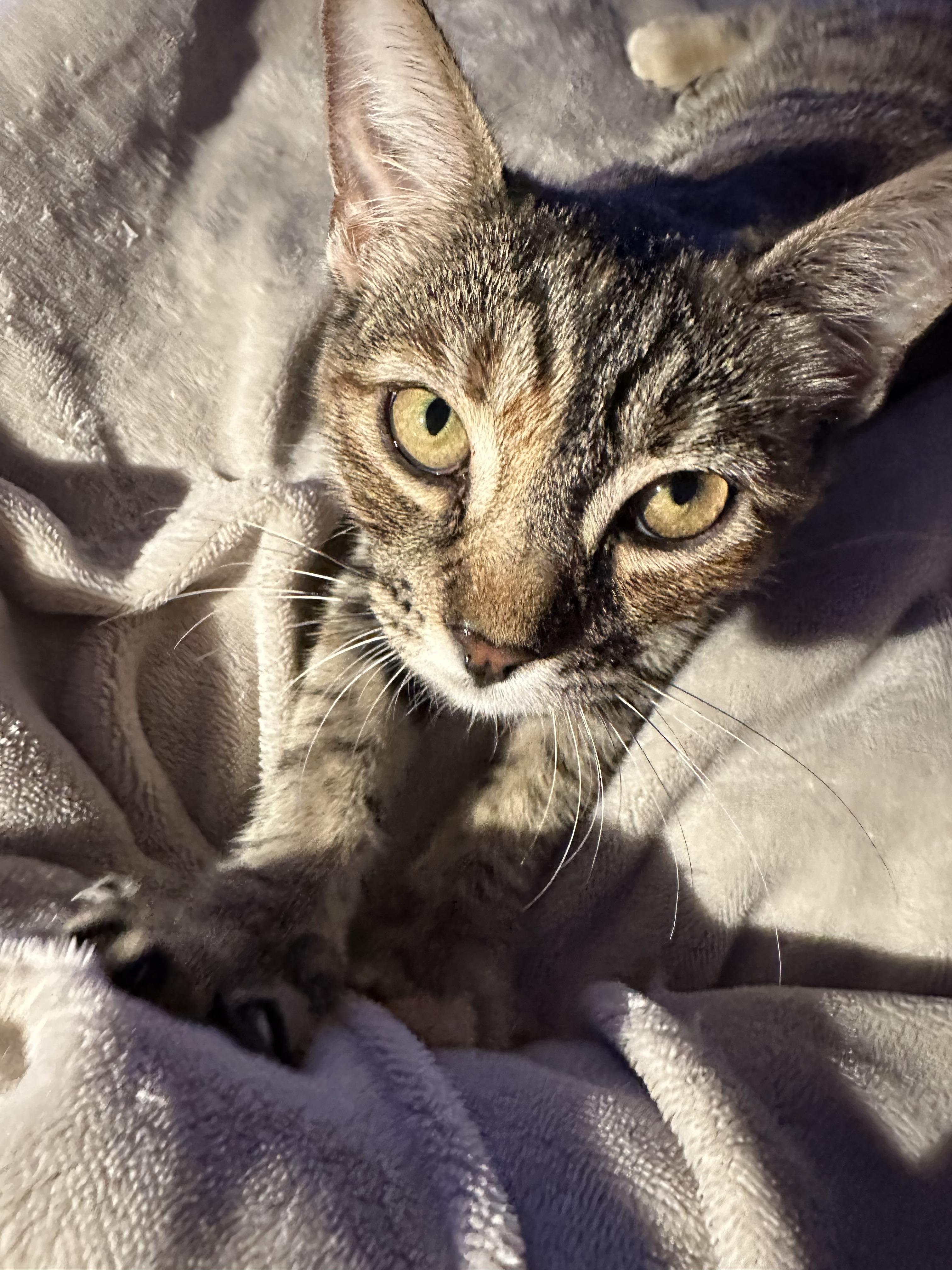 Pecan Pie — thumbnail 5