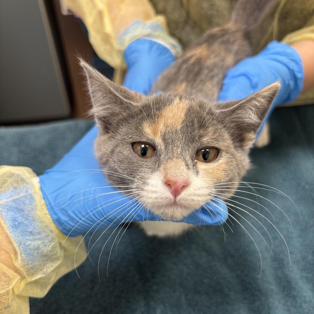 Enlarge Warbler, a Adoptable Domestic Short Hair in Evanston, IL image 1/4
