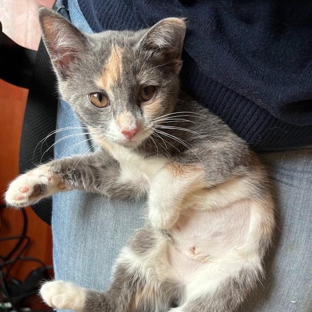 Enlarge Warbler, a Adoptable Domestic Short Hair in Evanston, IL image 2/4