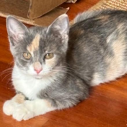 Enlarge Warbler, a Adoptable Domestic Short Hair in Evanston, IL image 4/4