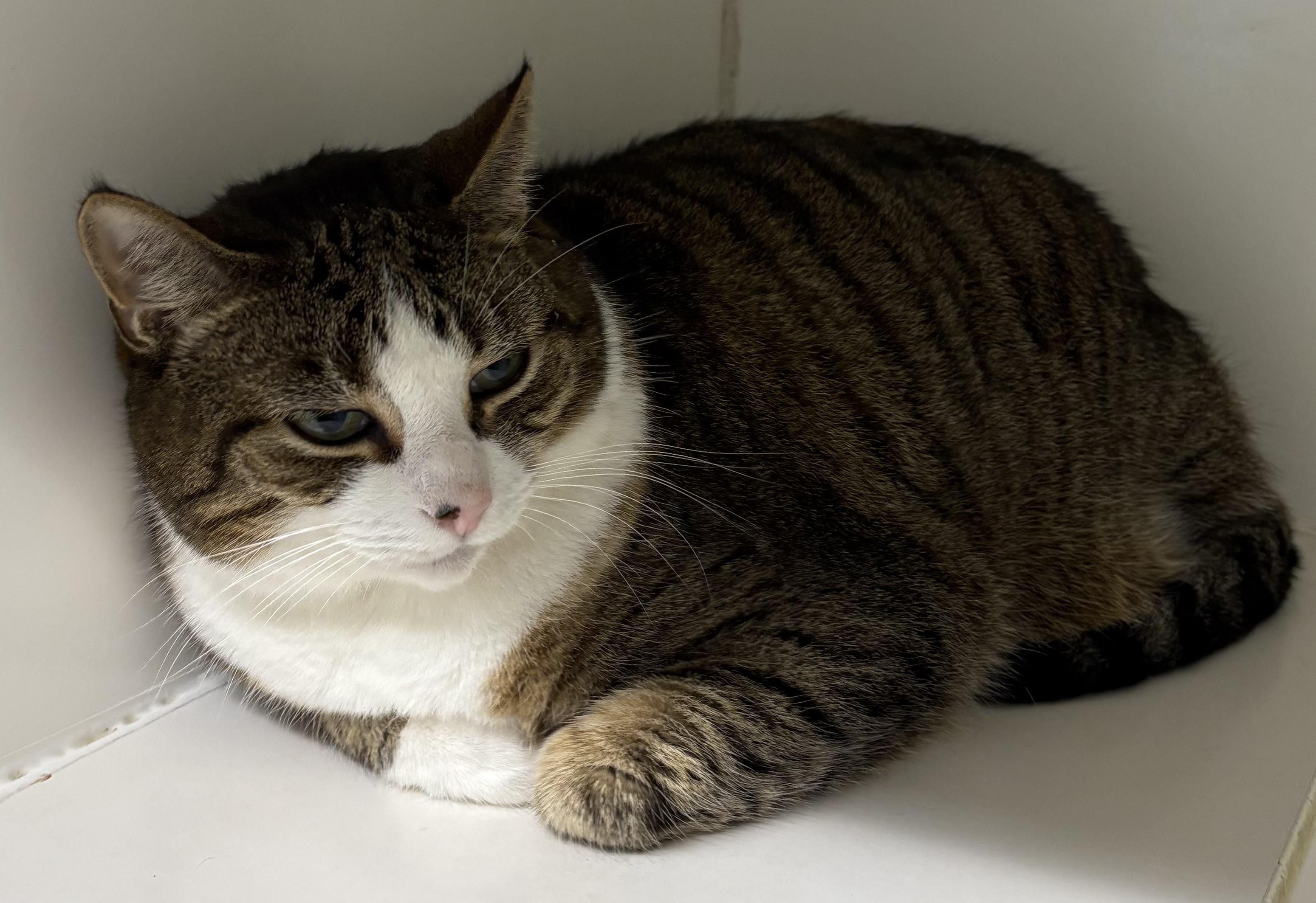Sumit, Adoptable, Adult Male Domestic Short Hair.