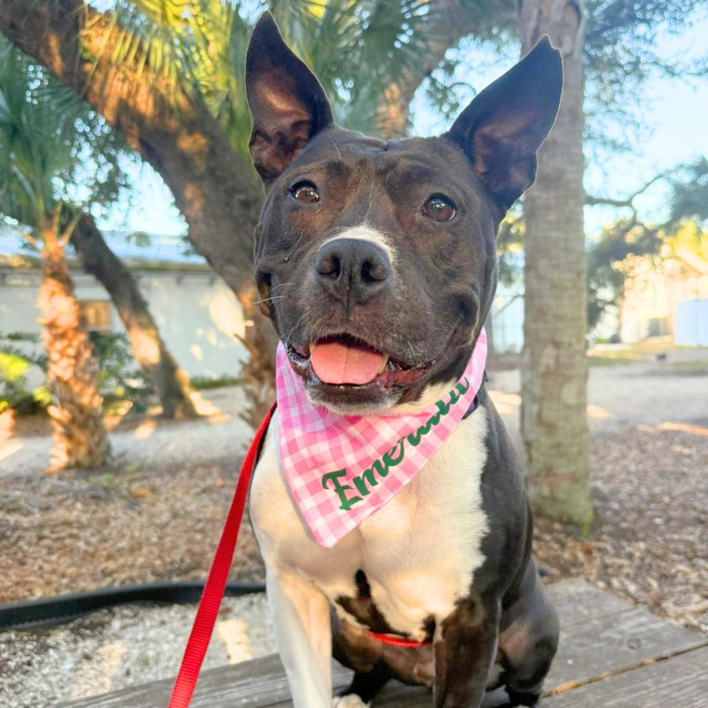 Enlarge Emerald, a Adoptable Mixed Breed in Sarasota, FL image 1/6
