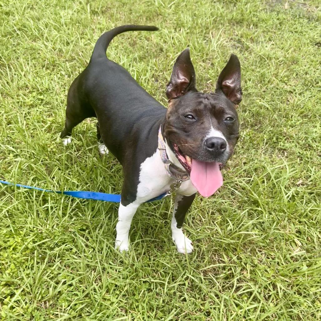 Enlarge Emerald, a Adoptable Mixed Breed in Sarasota, FL image 2/6