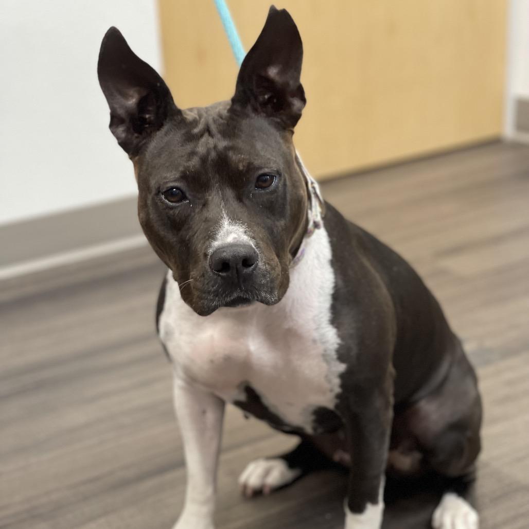 Enlarge Emerald, a Adoptable Mixed Breed in Sarasota, FL image 3/6