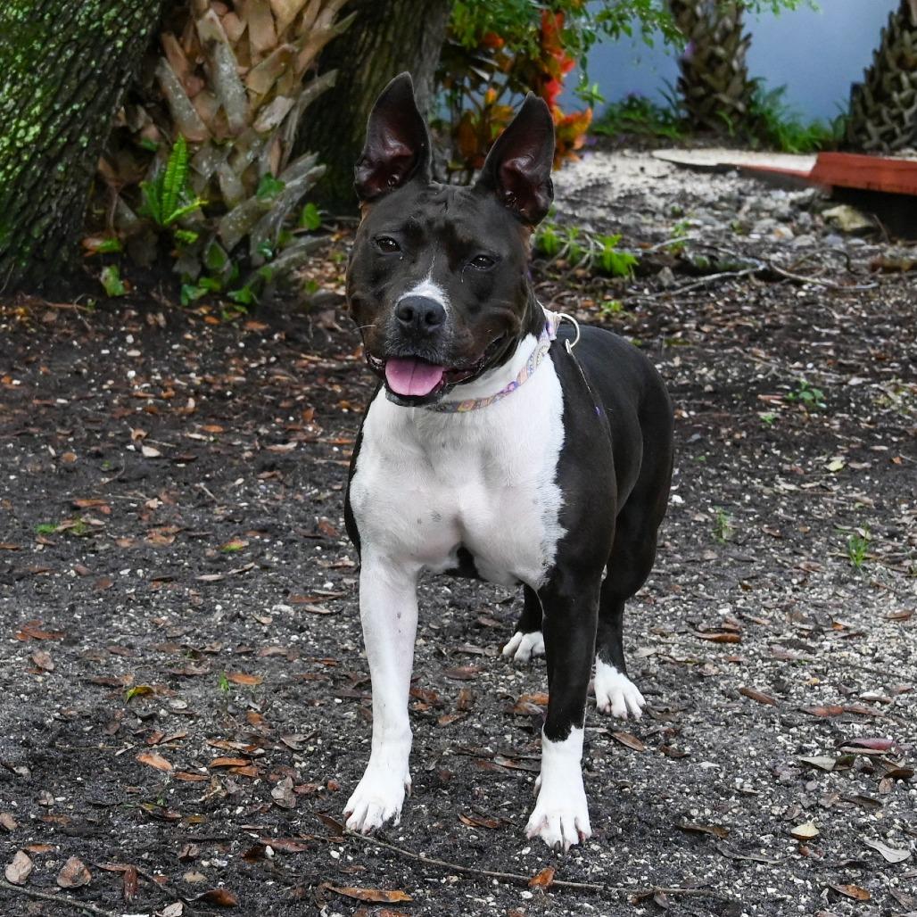 Enlarge Emerald, a Adoptable Mixed Breed in Sarasota, FL image 4/6