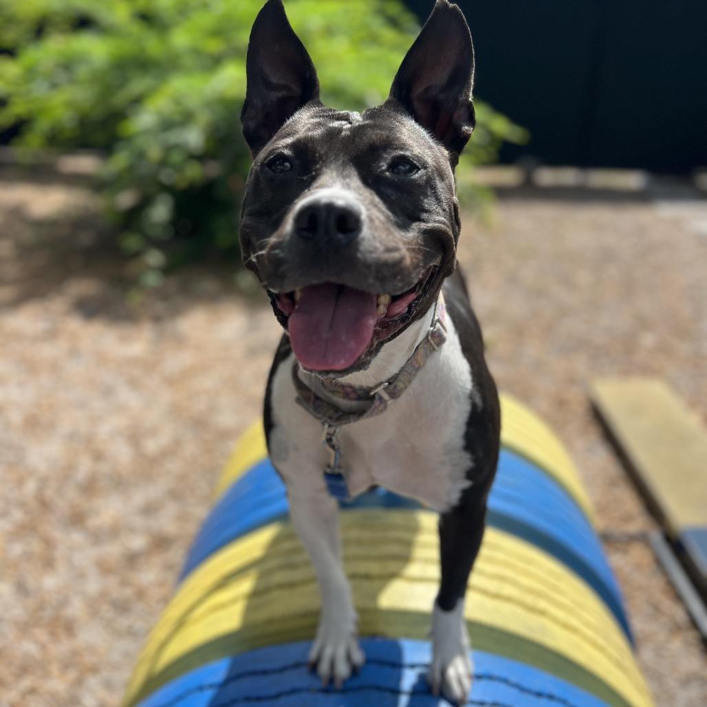 Enlarge Emerald, a Adoptable Mixed Breed in Sarasota, FL image 5/6