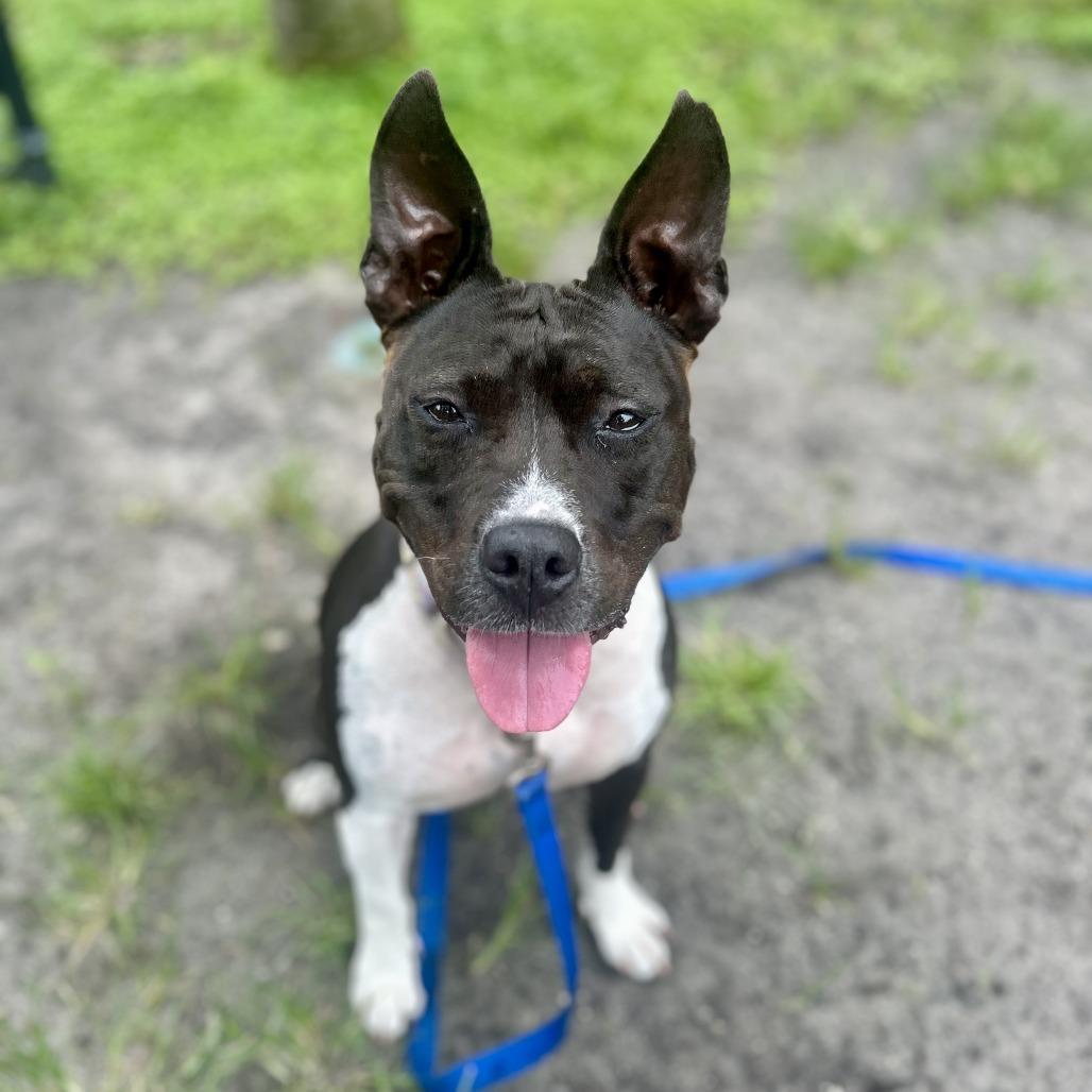 Enlarge Emerald, a Adoptable Mixed Breed in Sarasota, FL image 6/6