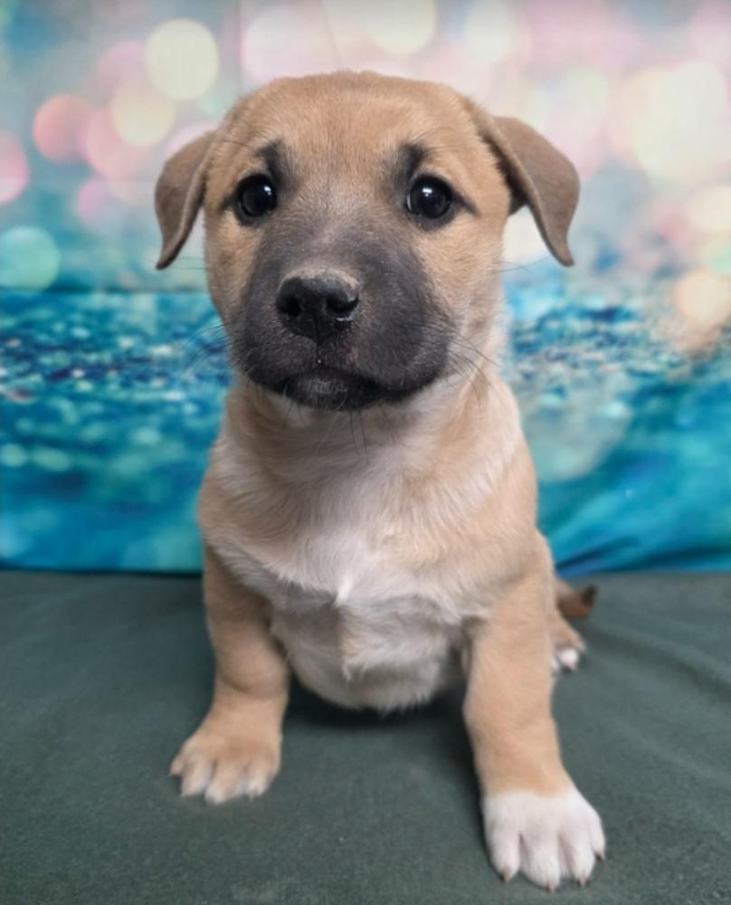 Ash, Adoptable, Puppy Male Labrador Retriever & Corgi.