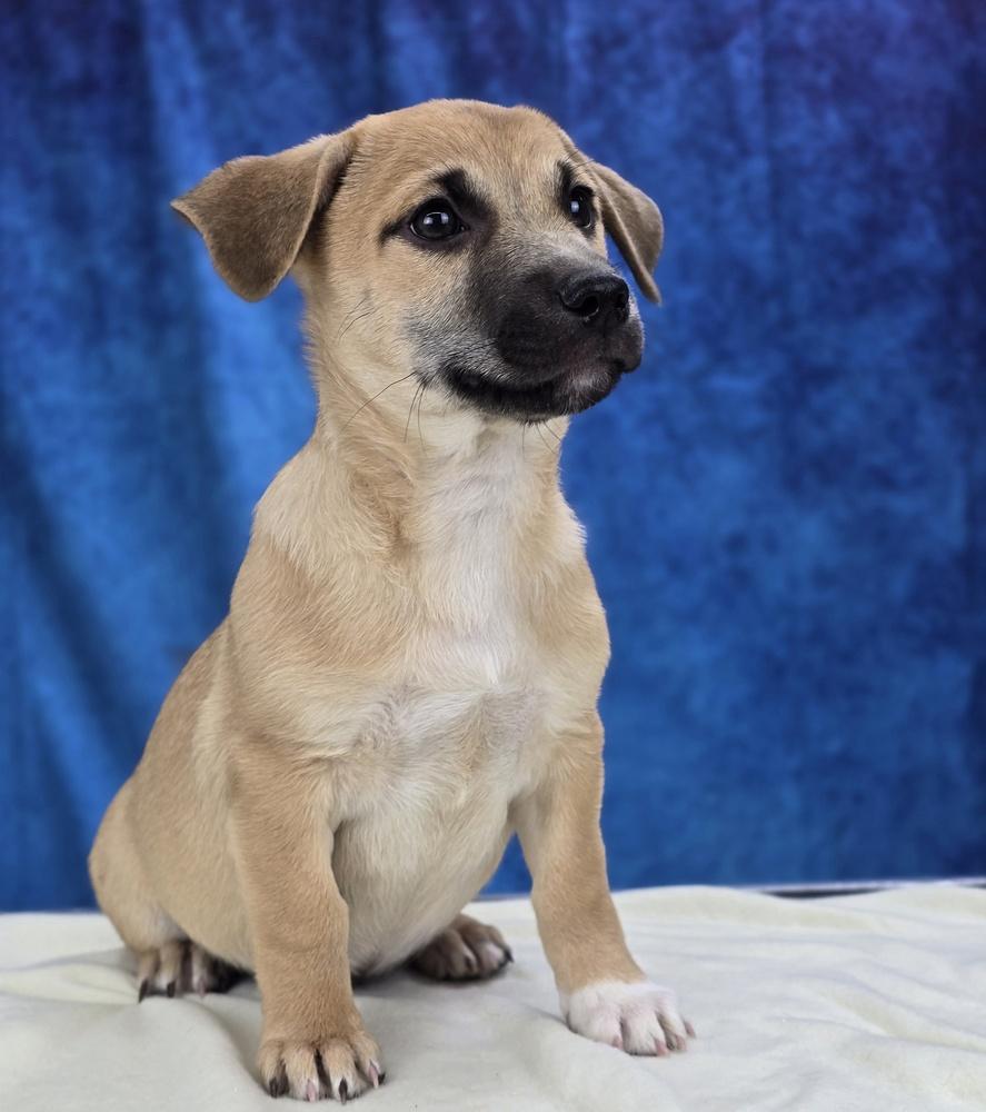 Ash, a Adoptable mixed breed in Sedalia, CO image 2/4
