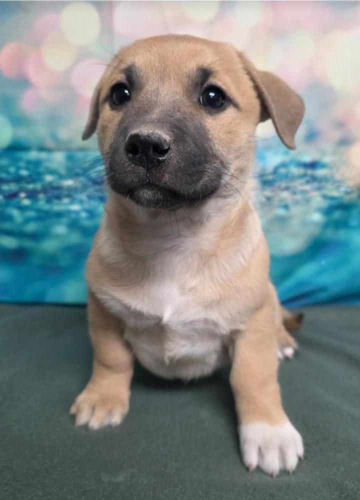 Ash, a Adoptable mixed breed in Sedalia, CO image 4/4
