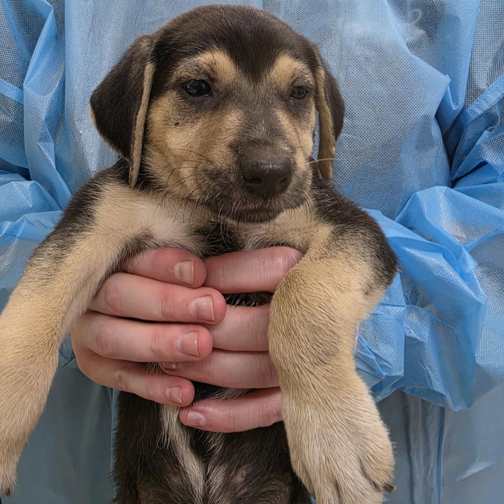 Enlarge Widow, a Adoptable mixed breed in Ardmore, OK image 1/1
