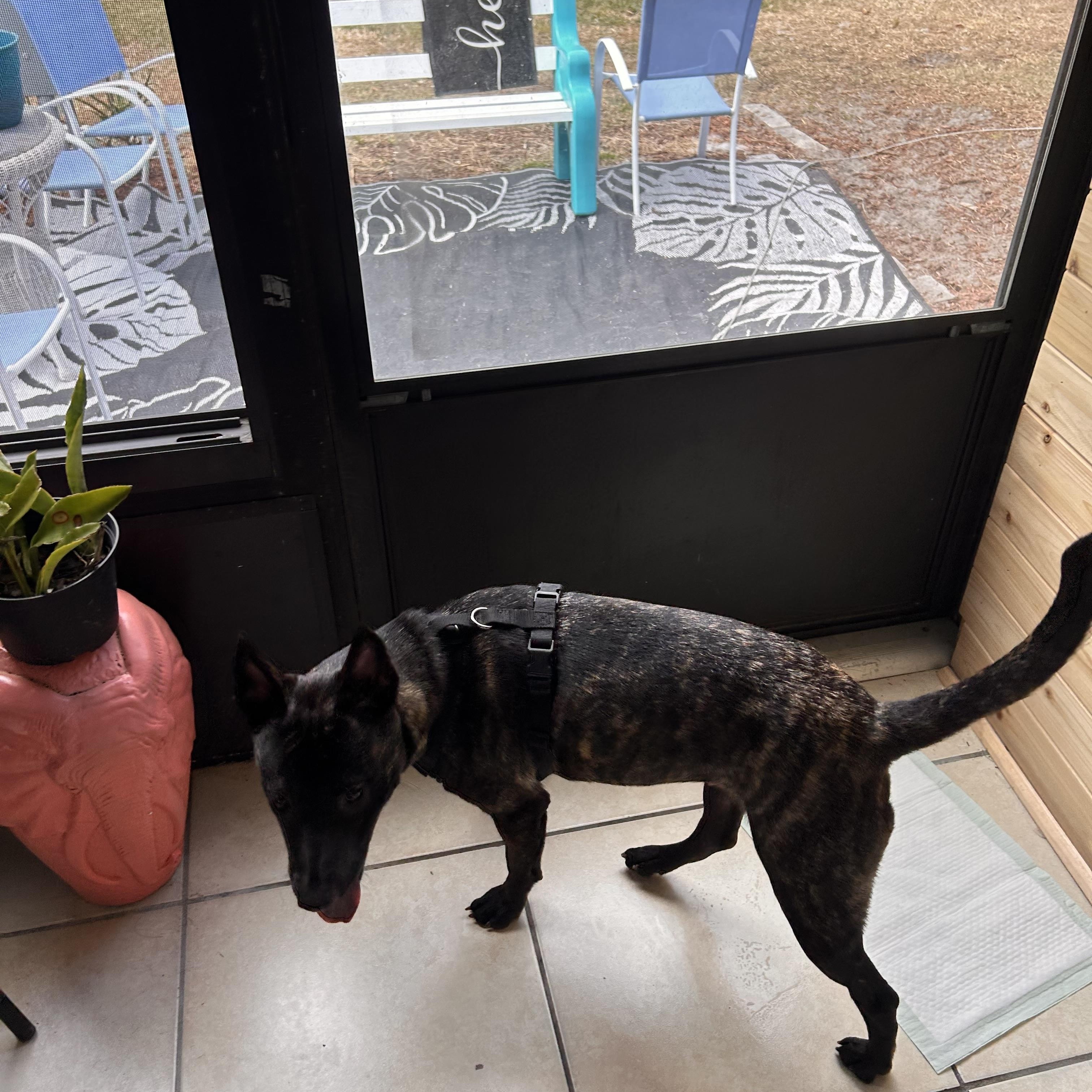 Enlarge Suki, a ADOPTABLE mixed breed in Port Saint Lucie, FL image 4/4