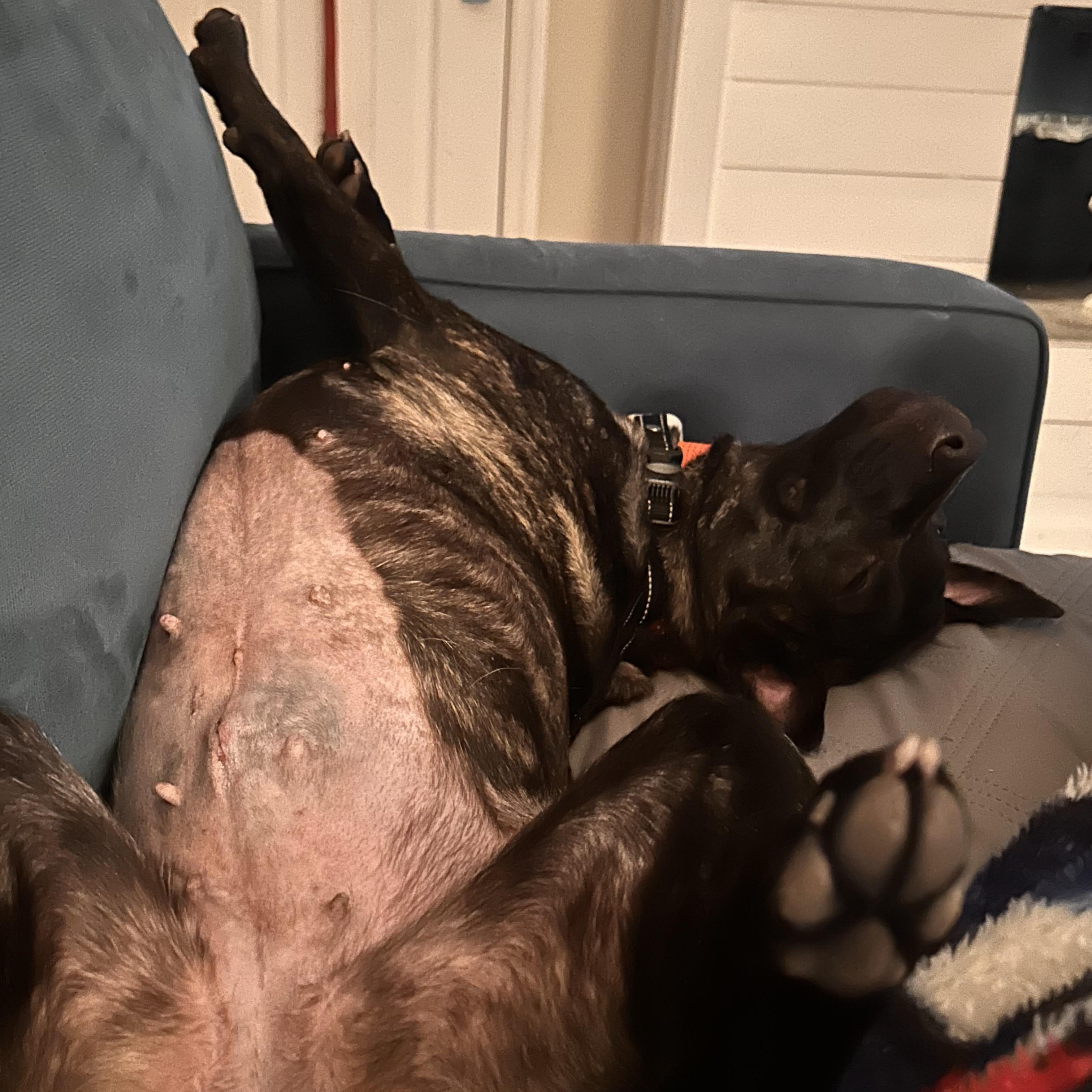 Enlarge Suki, a ADOPTABLE mixed breed in Port Saint Lucie, FL image 2/4