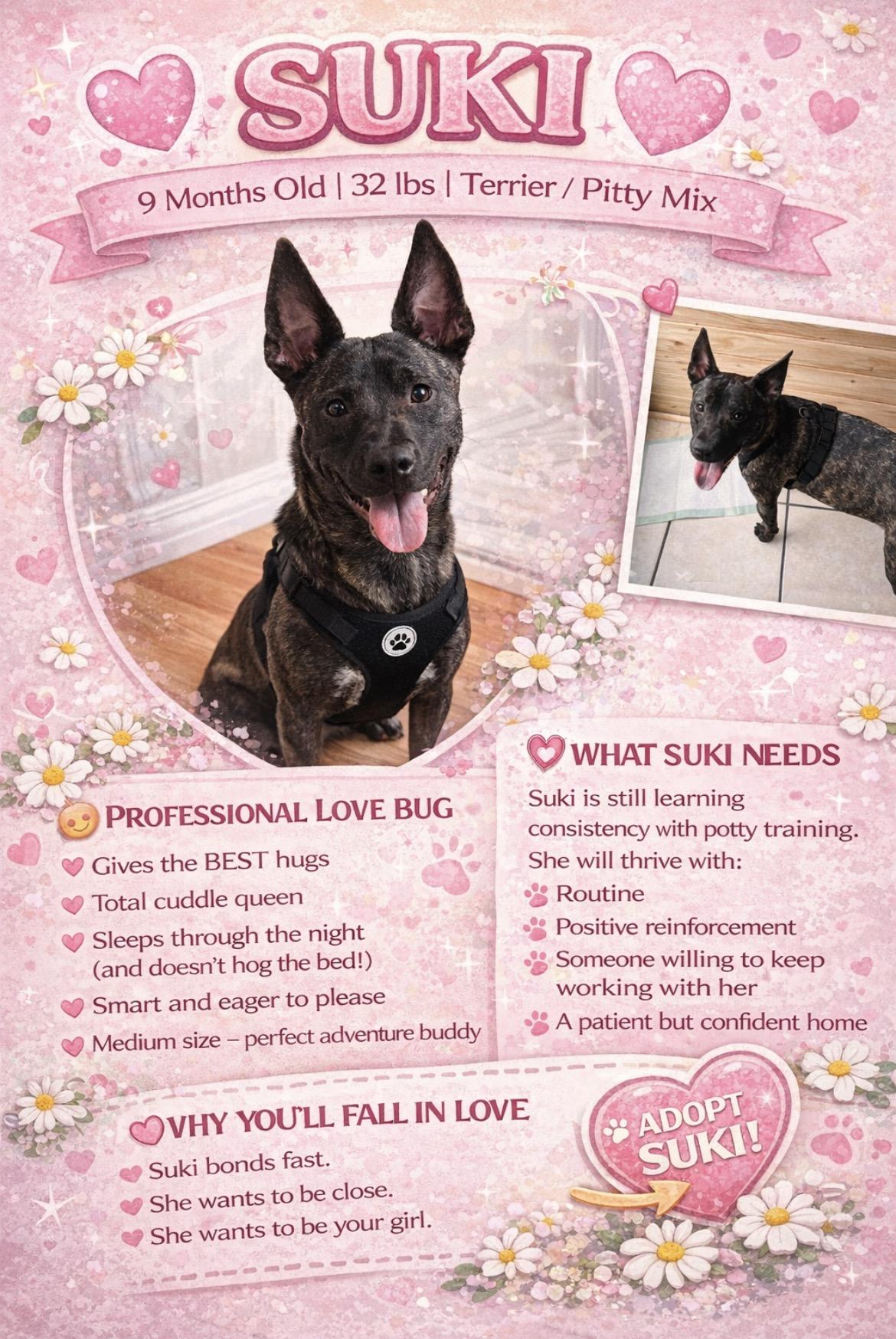 Suki, ADOPTABLE, Young Female Terrier.