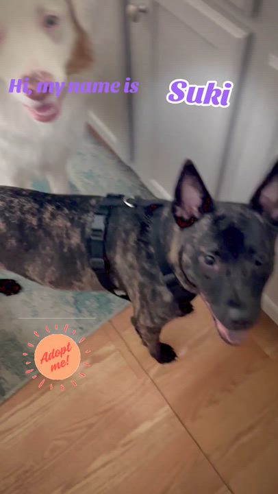 Enlarge Suki, a ADOPTABLE mixed breed in Port Saint Lucie, FL video 2/6