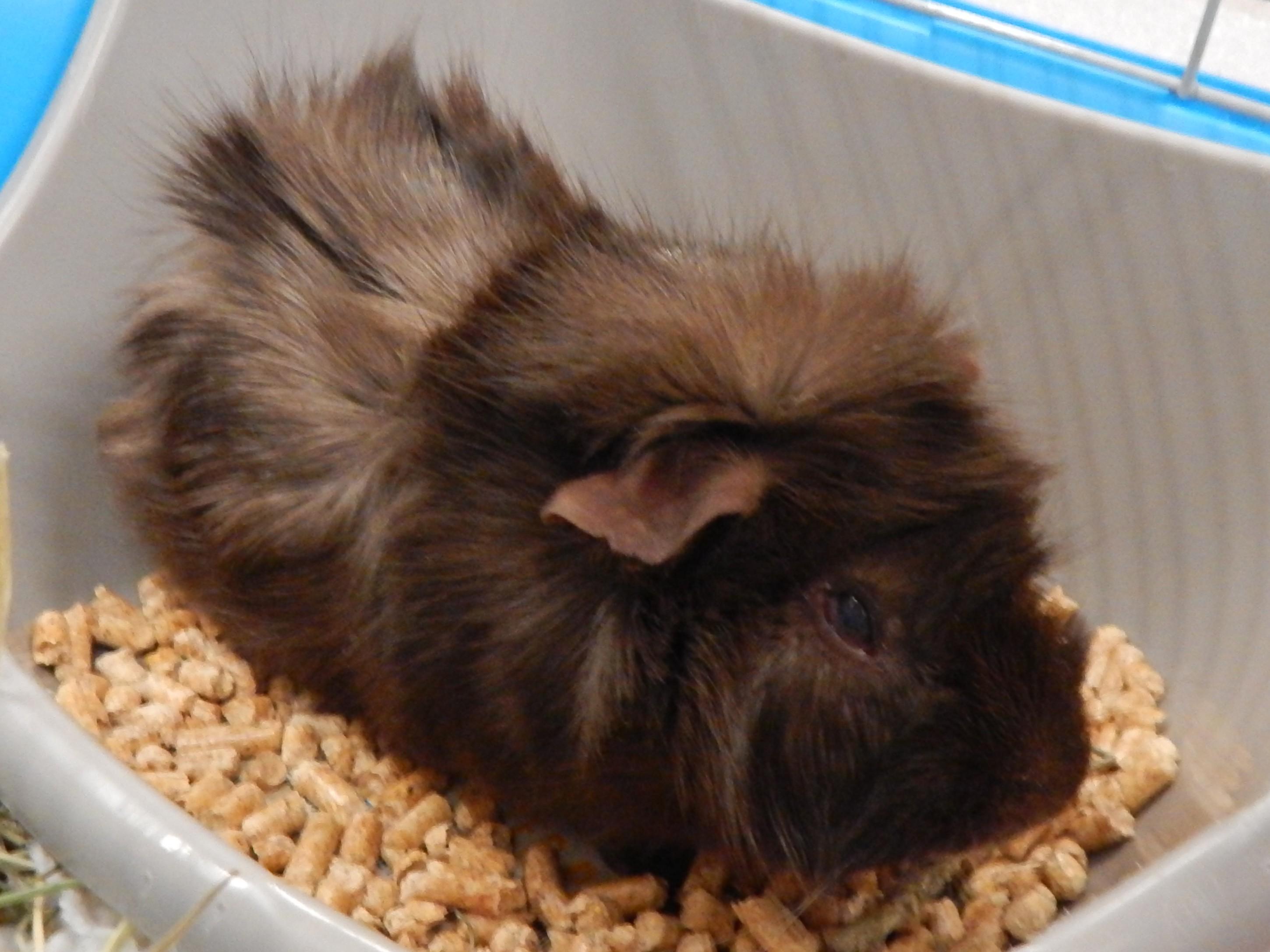 Cocoa & Berry, a Adoptable Guinea Pig in Mesquite, NV image 1/2