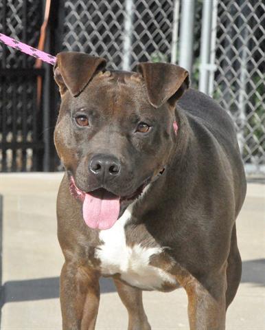 JIMMY, Adoptable, Adult Male Pit Bull Terrier.