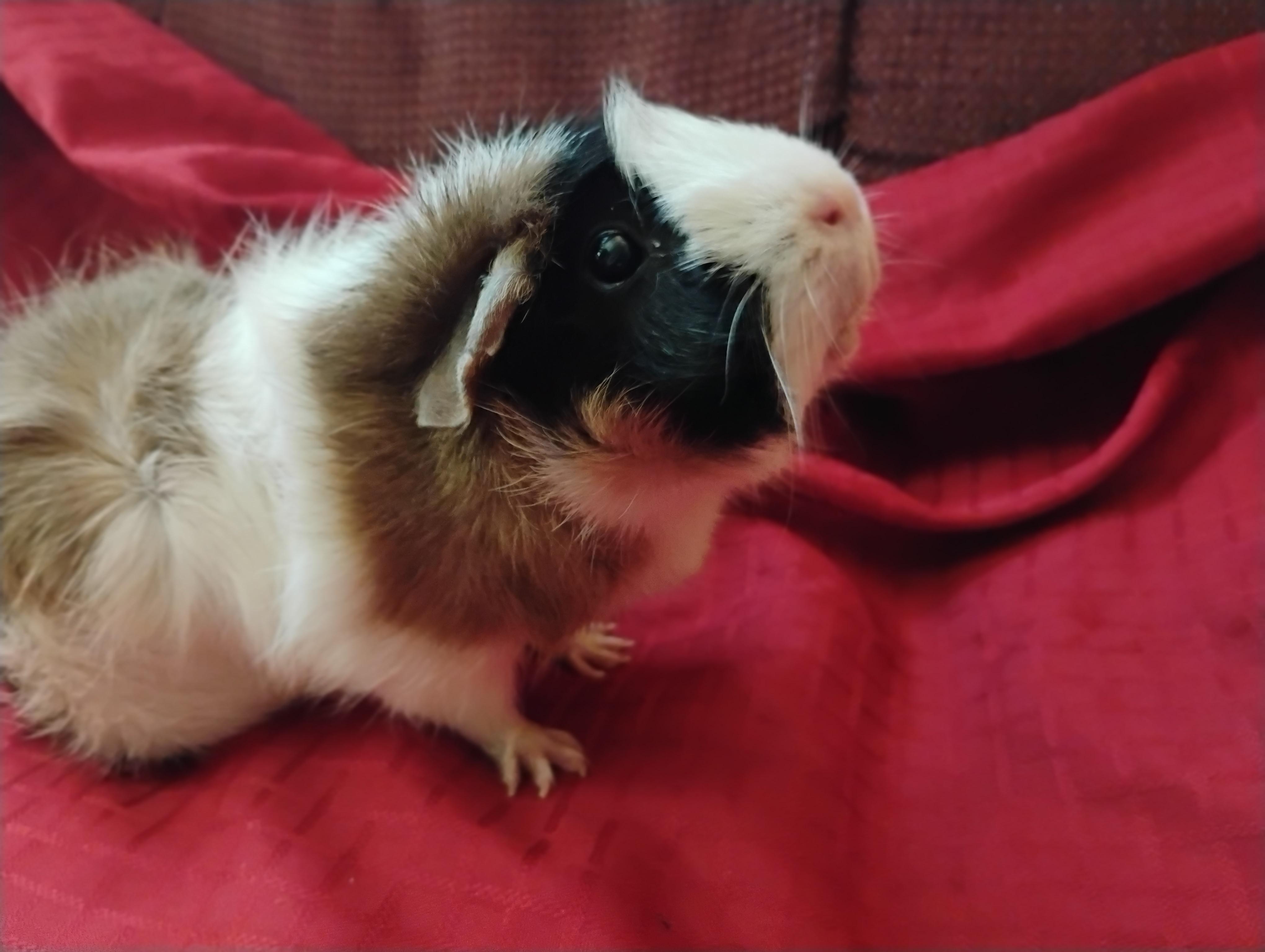 Daisy, adopted, Senior Female Abyssinian.