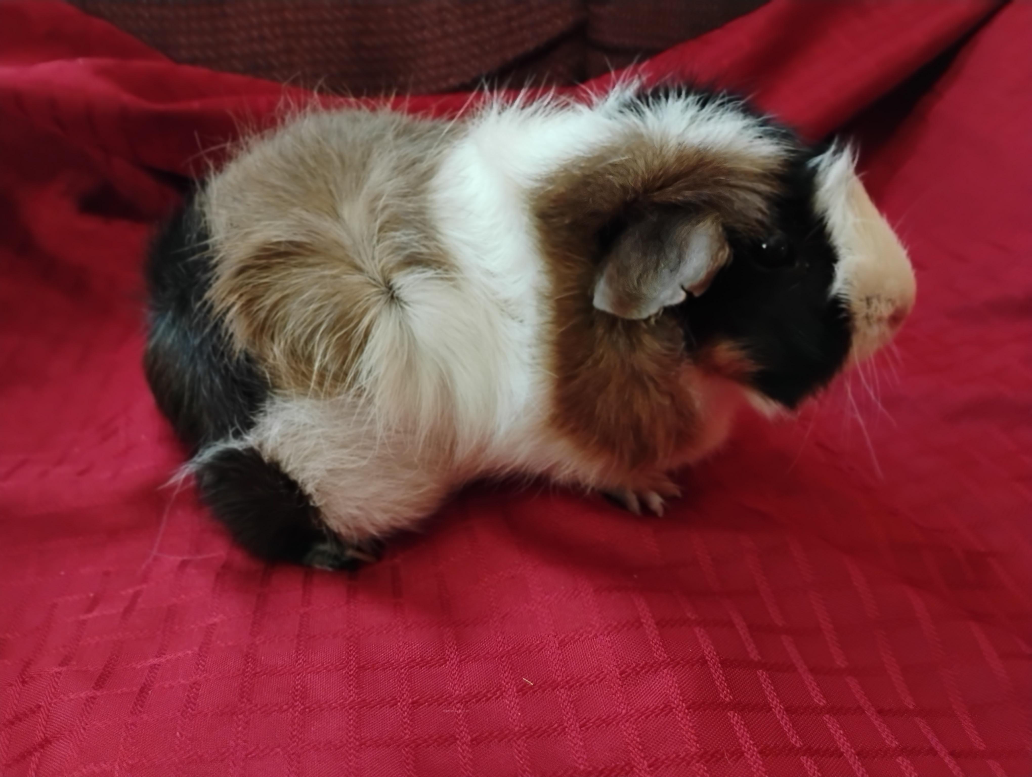 Daisy, an adopted Abyssinian in San Antonio, TX image 2/2