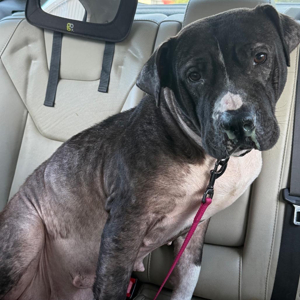 Enlarge Queen, a Adoptable Pit Bull Terrier in Bessemer, AL image 1/6