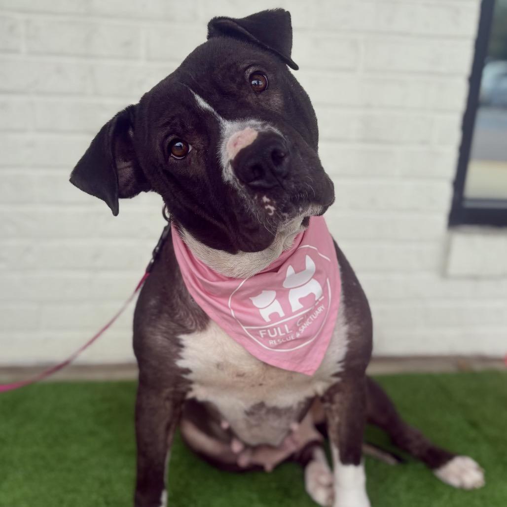 Enlarge Queen, a Adoptable Pit Bull Terrier in Bessemer, AL image 2/6