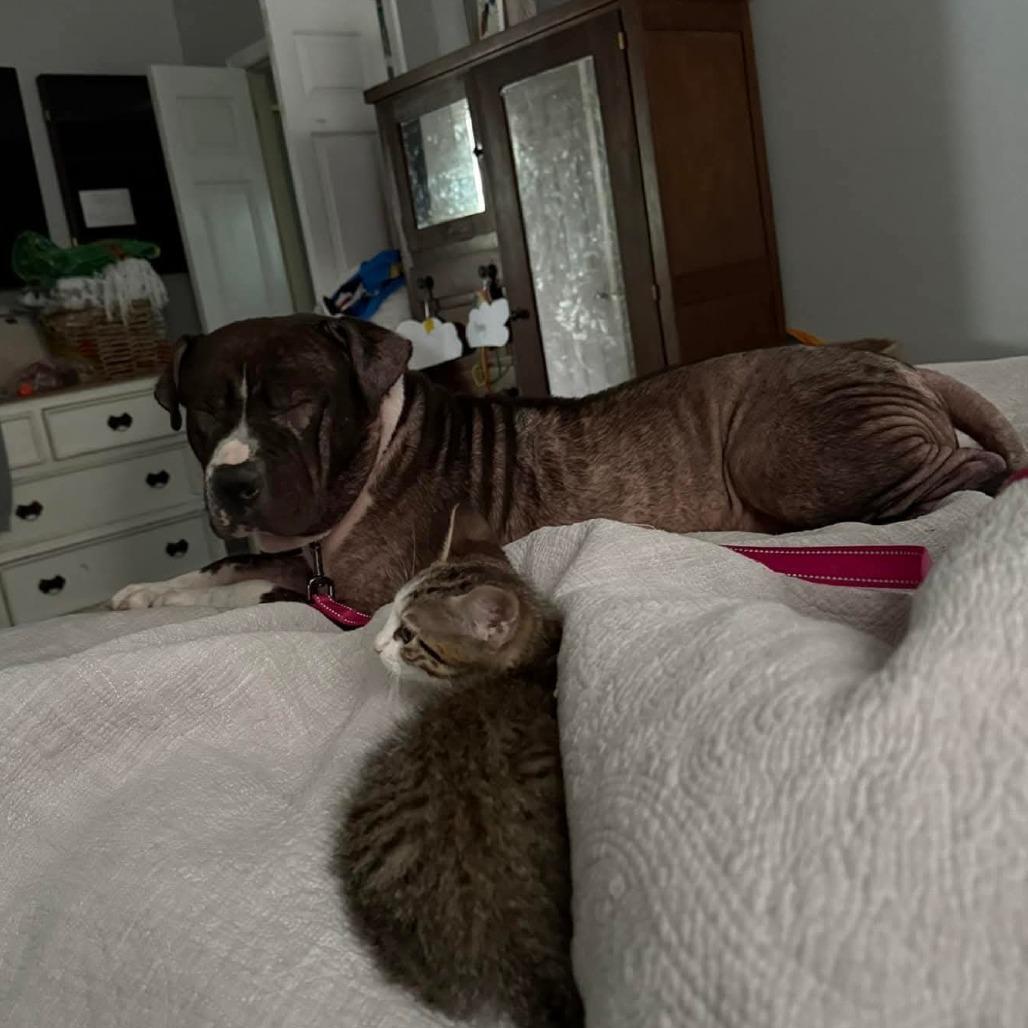 Enlarge Queen, a Adoptable Pit Bull Terrier in Bessemer, AL image 3/6