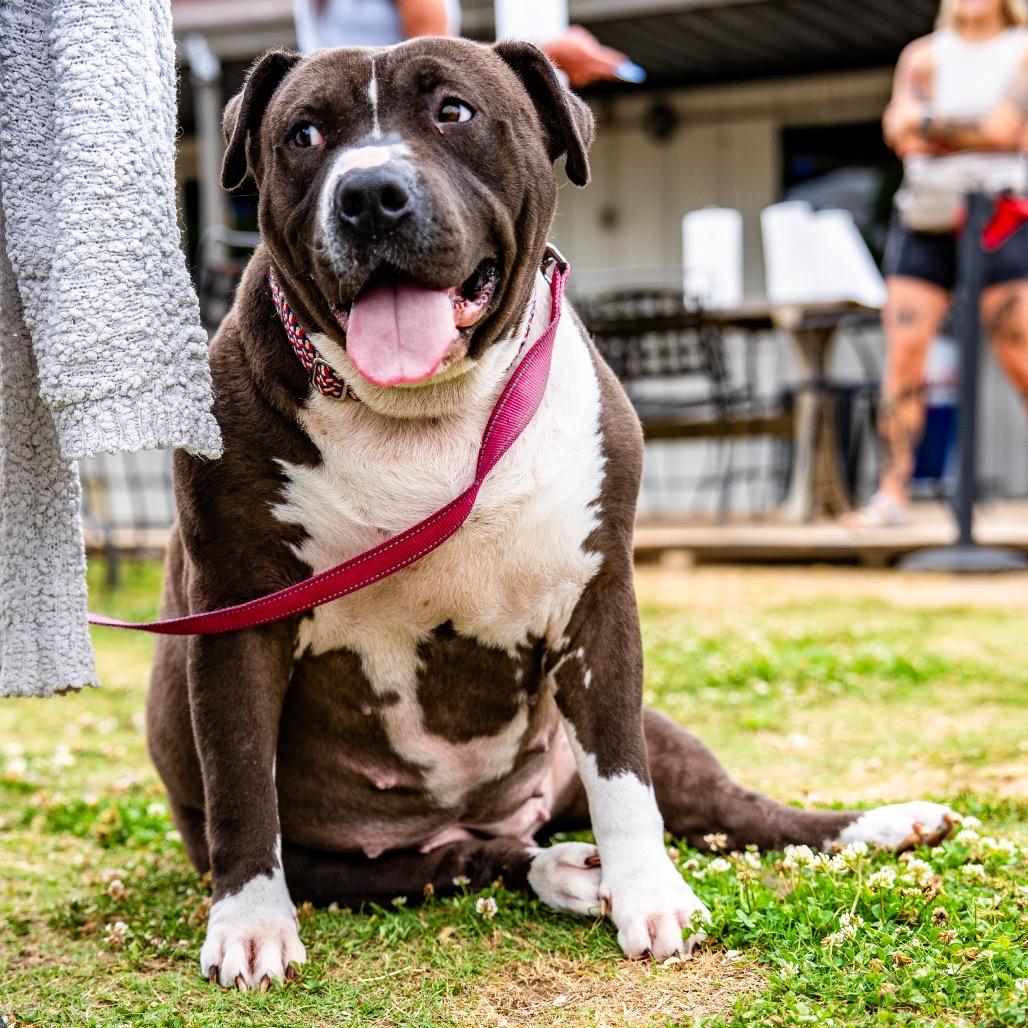 Enlarge Queen, a Adoptable Pit Bull Terrier in Bessemer, AL image 4/6