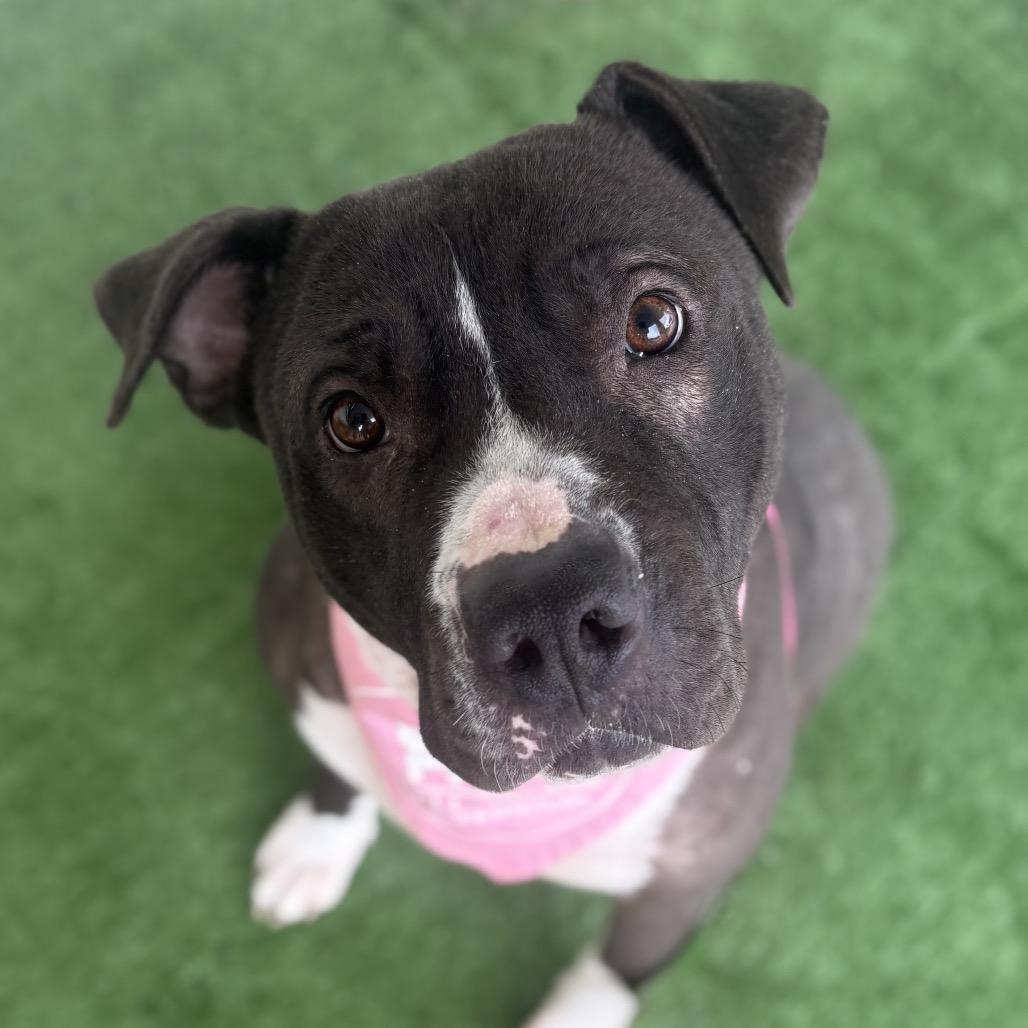 Enlarge Queen, a Adoptable Pit Bull Terrier in Bessemer, AL image 4/6