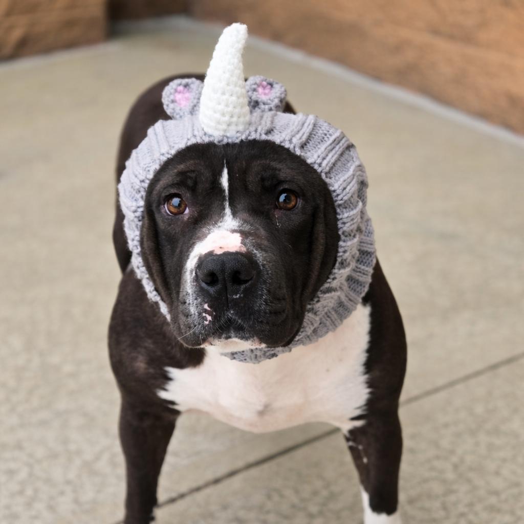 Enlarge Queen, a Adoptable Pit Bull Terrier in Bessemer, AL image 4/6